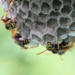 ハチ駆除・対策